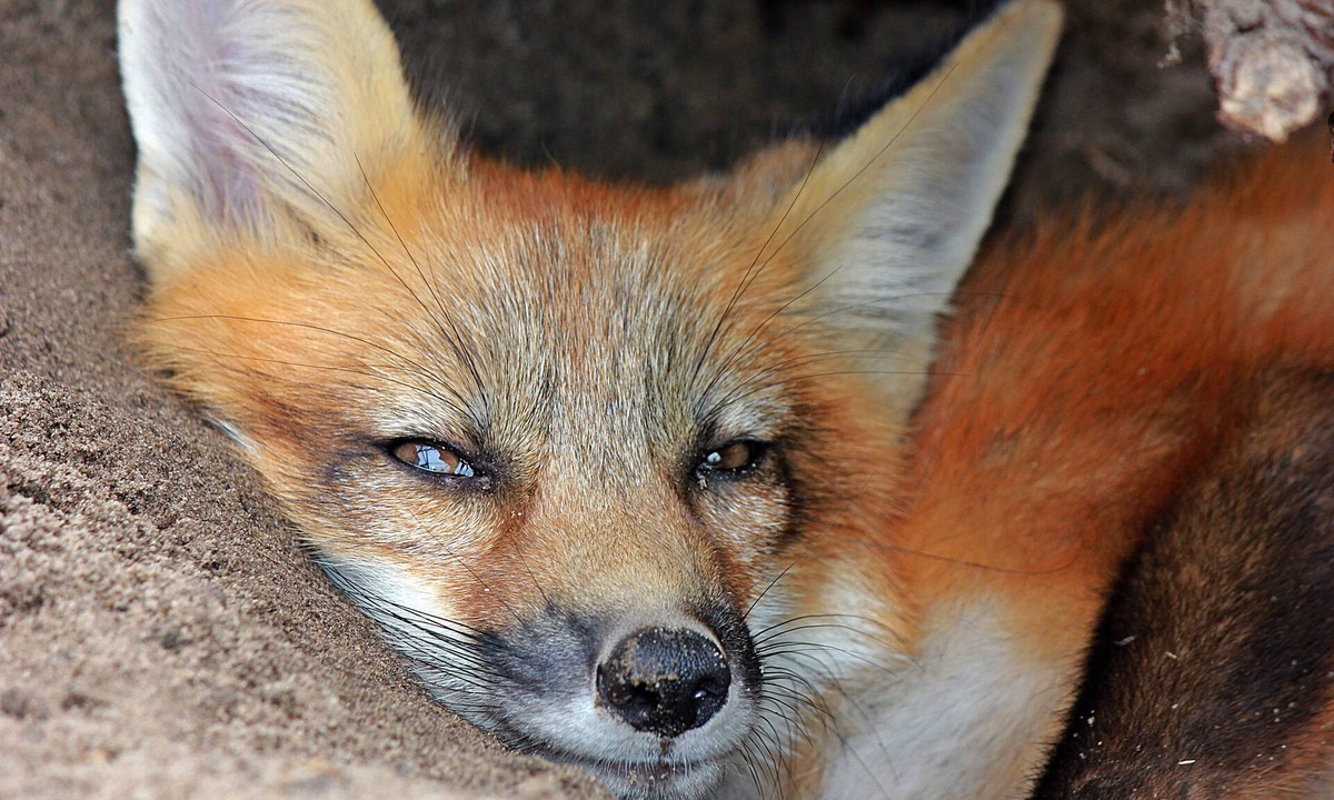 Trilby Apartment | Florida Breeze - Wildlife Sanctuary
