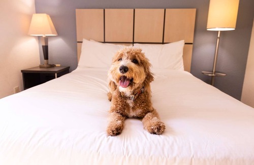 Morris Plains Hotel | 2 Pet-Friendly Suites w/Full Kitchen and Near NYC Commute