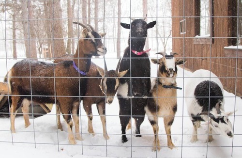 Winneconne Cabin | Barndominium with Goats, Hot Tub, Forest & River