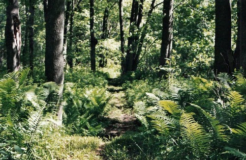 Port Austin Cabin | Cabin Surrounded by Sublime Nature near Lake Huron, Michigan