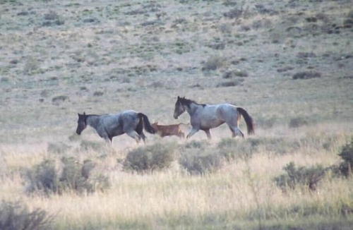 Chambers RV Rental | Camping on Route 66 near our Crystal Mountainn