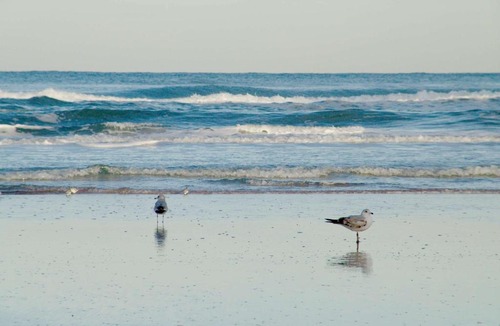 Daytona Beach Shores Hotel | Hampton Inn Daytona Shores-Oceanfront