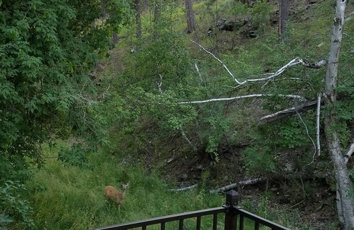 Rimrock House | Perfect Location in the Black Hills National Forest