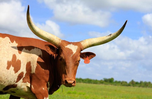 River Ranch Apartment | Red, White & Rodeo 2BR RV @ River Ranch 149