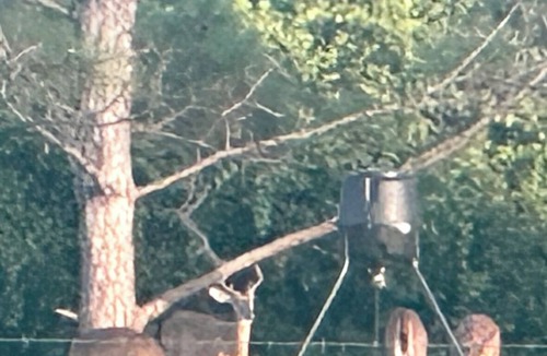 Okeechobee Cottage | Secluded charming two bedroom cottage