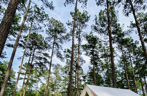 Talisheek RV Rental | Tentrr State Park Site - Louisiana Bogue Chitto State Park - Gorge Trail N - Sin
