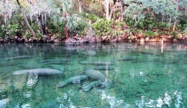 3 acre w/private trail 15 min walk to the springs