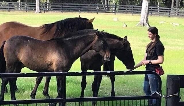 Horses & Views; Gorgeous Stone Home: 25 acre Ranch, Covered Porch, ages 2+ Ride!
