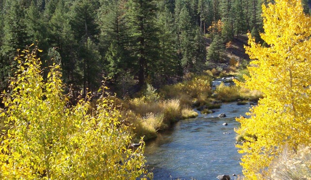 Nature Sabbatical ~ Lovely cabin with View of Feather River on 40 Acres