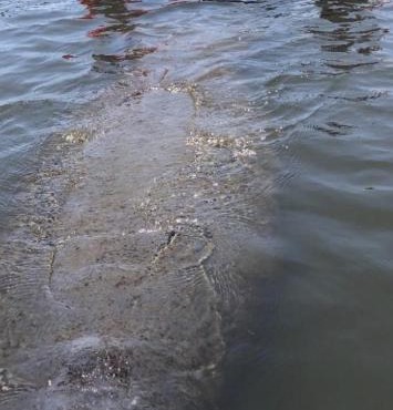 Three Brothers Dolphin and Manatee Adventure Tour