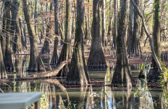 Tentrr State Park Site - Mississippi LeFleur's Bluff State Park - By the Bayou F