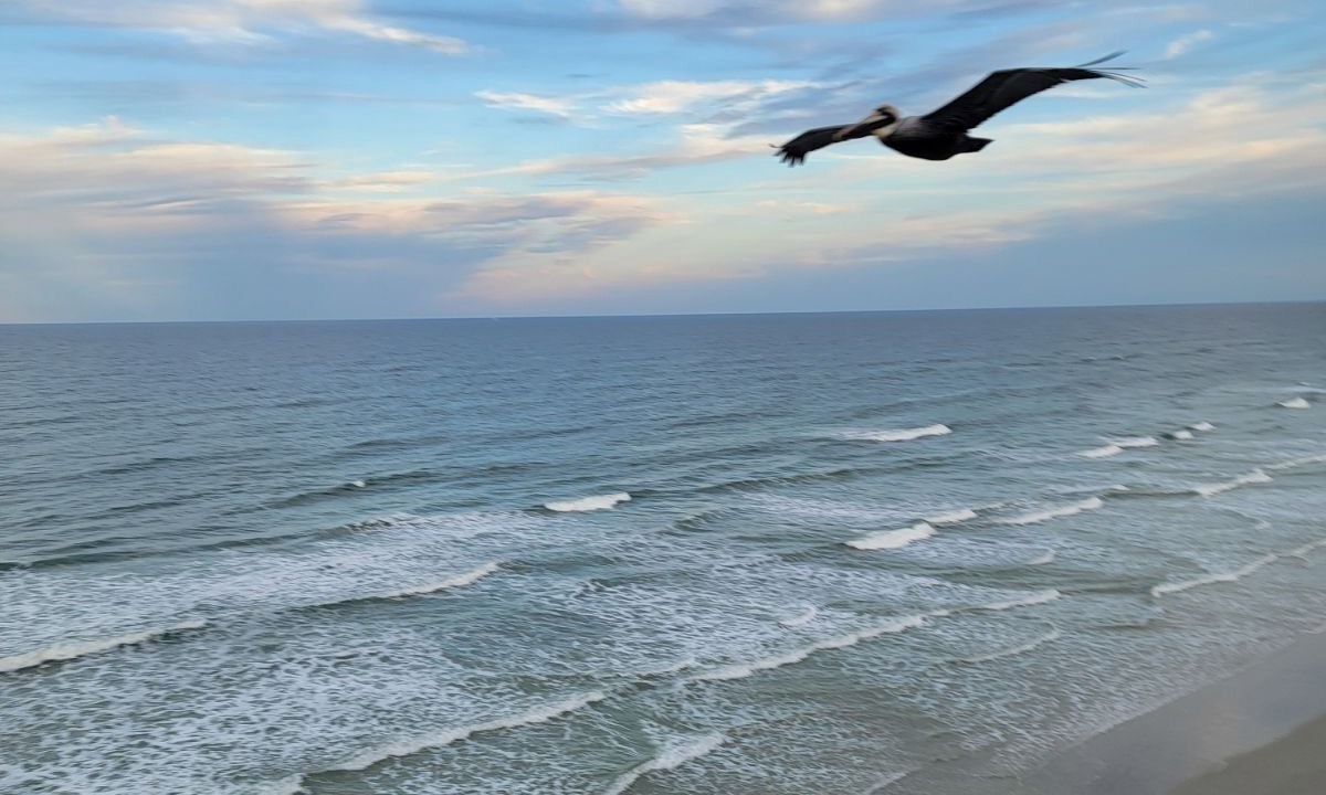 Photo of Others in Ponce Inlet
